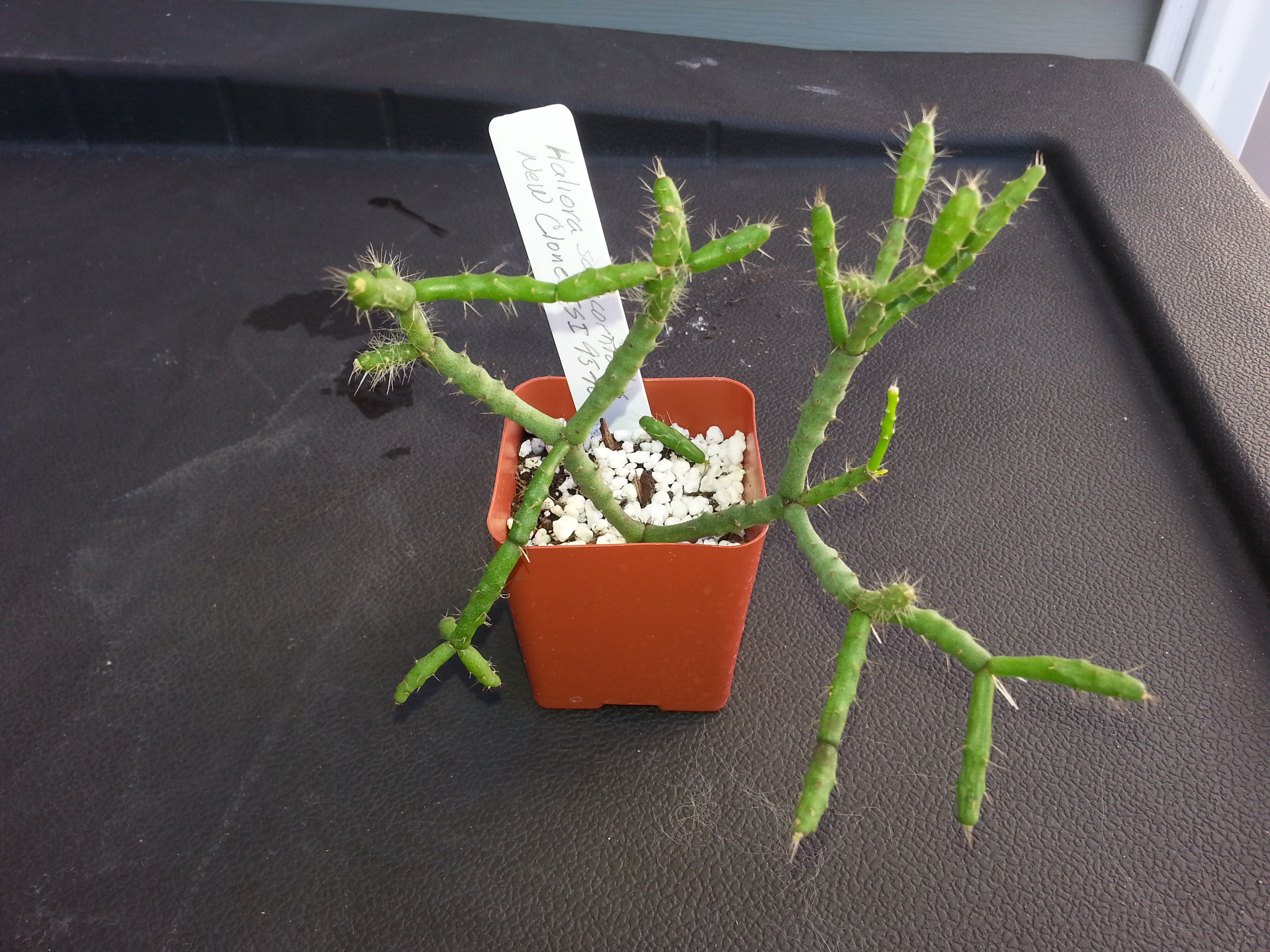 http://www.cloudjungle.com/cloudjungle/cactaceae/hatiora/Hatiora salicornioides New Clone ISI 95-10.jpg